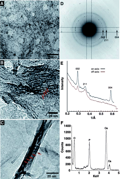 (A) TEM micrographs of the unstained, cross-linked peptide-amphiphile fibers incubated for 10 min in CaCl2 and Na2HPO4 solution. The fibers arranged in bundles are visible due to the high concentration of inorganic ions on their surface. (B) After 20 min, forming HA crystals (red arrows) are observed in parallel arrays on some of the PA fibers. (C) After 30 min, mature HA crystals (red arrows) completely cover the PA fibers. (D) Electron diffraction pattern taken from a mineralized bundle of PA fibers after 30 min of exposure to calcium and phosphate. The presence and orientation of the diffraction arcs corresponding to the 002 and 004 planes (whose intensities are enhanced with respect to the 211 family of reflections) indicate preferential alignment of the crystals with their c-axes along the long axis of the bundle. (E) Plot of intensity versus inverse angstroms reveals that the 002 and 004 peaks of hydroxyapatite are strongly enhanced along the peptide–amphiphile fiber axis. (F) EDS profile of mineral crystals after 30 min of incubation reveals a Ca/P ratio of 1.67 ± 0.08, as expected for HA. Reprinted with permission from ref. 75.