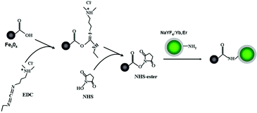 Schematic illustration of the formation of Fe3O4/NaYF4 nanocomposites through EDC/NHS coupling chemistry.