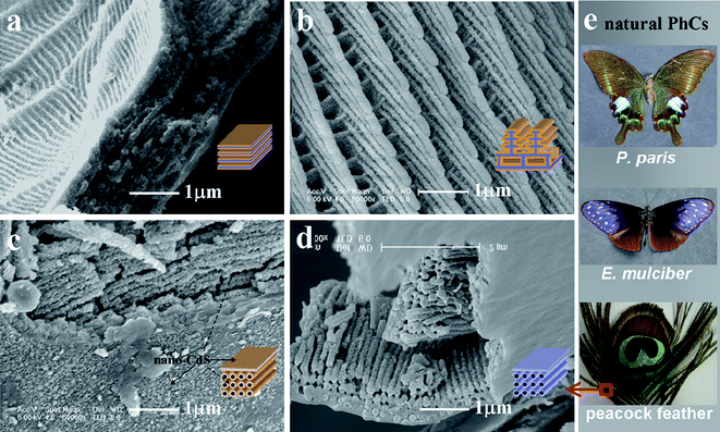 FESEM images and corresponding structure illustrations of (a–c) nano-CdS/natural PhCs and (d) original natural PhC in peacock feathers, as well as (e) photographs of original natural PhCs. (a) nano-CdS/wing (P. paris) with typical 1D PhC structure, (b) nano-CdS/wing (E. mulciber) with quasi 1D PhC structure, (c) nano-CdS/feather (red) with 2D PhC structure, (d) original feather (red) with 2D PhC structure.