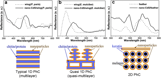 The reflection spectra of nano-CdS/natural PhCs (solid line) and original natural PhCs (dashed line) at normal incidence and normal reflection. Illustrations below the spectra describe the corresponding nano-CdS/natural PhCs. (a) Nano-CdS/wing (P. paris) with typical 1D PhC structure, (b) nano-CdS/wing (E. mulciber) with quasi 1D PhC structure, (c) nano-CdS/feather (red) with 2D PhC structure.