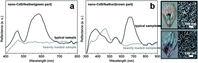 The reflection spectra of nano-CdS/feathers at normal incidence and normal reflection with different nano-CdS loading amounts. (a) Nano-CdS/feathers (green), (b) nano-CdS/feathers (brown). Corresponding FESEM images and photographs are displayed on the right side.