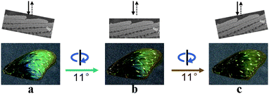 The photographs of nano-CdS/wing (E. mulciber) with quasi 1D PhC structure at different angles. The diagram above each photograph illustrates the observation angle at the microscale. (b) was taken at the normal direction.