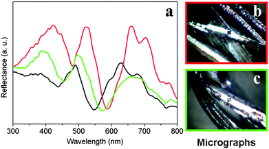 (a) The reflection spectra of nano-CdS/feathers (red) at different directions. Black line represents the reflection spectra at normal incidence and normal reflection. (b) and (c) are real-time micrographs corresponding to the red line and green line, respectively. The detection areas are shown by the black squares (20∼30μm) in the micrographs.