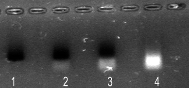 Gel electrophoresis of polymer-coated nanoparticles. Lane 1: NPs purified by centrifugation; lanes 2–3: NPs not purified; lane 4: supernatant of the centrifugation where the excess of unbound polymer appears. The bands of NPs were observed by their absorption colour and the presence of polymer by its fluorescence.