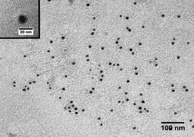 Transmission electronic microscopic (TEM) image of the 8 nm magnetite hydrophobic nanoparticles transferred into water (PMAO-NPs). In the inset, a single NP with the polymer coat can be clearly observed.