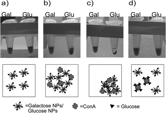 Glucose and galactose NPs (a) behaviour after addition of Concanavalin A, glucose NPs begin to precipitate (b) after ten minutes of incubation and just by spinning the sample the effect become clearer (c). When an excess of free glucose is added (d) the aggregation is reverted.