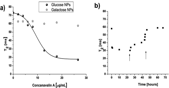 a) Addition of different concentrations of ConA to glucose–NPs resulted in a sigmoidal curve as a function of T2. b) If one of these samples containing NPs and ConA was measured throughout the time, the addition of two concentrations of free glucose (0.7 and 3 mg, indicated with an arrow) results in the return of the T2 to its original value.