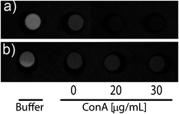 
            T
            2 weighted images of a phantom containing buffer, (a) glucose–NPs, and (b) galactose–NPs incubated with different concentrations of ConA. The signal intensity is inversely proportional to the relaxation rate.