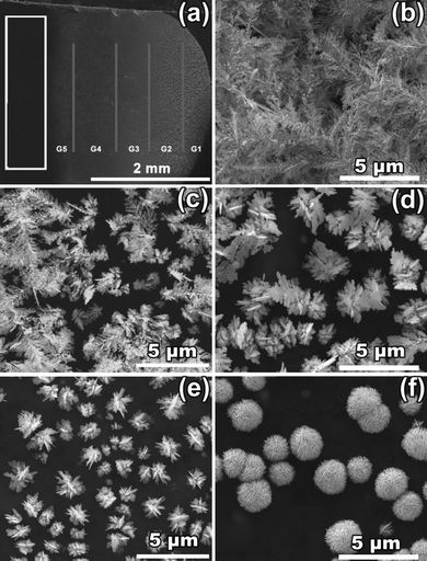 (a) Macroscopic image of Ag gradient produced on a P-G membrane under an electric field of 20 V for 1 min; and magnified SEM images of Ag nanostructures from different parts on the P-G membrane: (b)–(f) correspond to the produced silver structures in regions G1–G5 respectively.