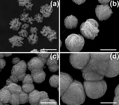 SEM images of Ag structures prepared by immersing the P-G membrane (without applying any electric field) in (a) 5 mM, (b) 10 mM, (c) 25 mM and (d) 100 mM AgNO3 aqueous solution for 1 min. Scale bar: 1 μm.