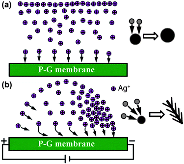 Schematic illustration of the motion behaviors of silver ions toward the P-G membrane surface and the evolution of the silver structures under different conditions: (a) without an external electric field; (b) with a proper external electric field.