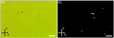 Polarized optical microscopy images of (a) the pure liquid crystal and (b) a mixture of 5% (by weight) Au-nanoparticles in FELIX-2900-03. The white bar represents 100 microns. Both samples were heated up to the isotropic phase and then cooled at a rate of 1 °C min−1 to T = TNI − 3 K. The rubbing direction of the cells used (Instec, 4 μm, antiparallel planar alignment was adjusted at an azimuthal angle of 45° between crossed polarizers. Both samples were illuminated with white light.