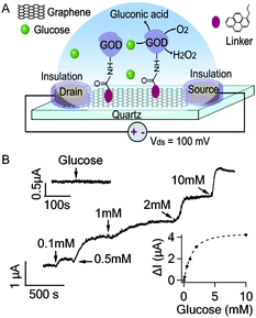 (A) Schematic illustration of GOD functionalized graphene FET. (B) Current responses to the addition of glucose to various concentrations. The upper inset shows that GOD free graphene FET is not responsive to 10 mM glucose. The lower inset shows the response curve of the graphene FET to glucose fitted by an exponential function.