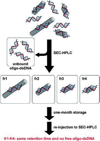 Schematic drawing for the sorting of oligo dsDNA/SWNTs and the stability of the sorted hybrid oligo-dsDNA/SWNTs.