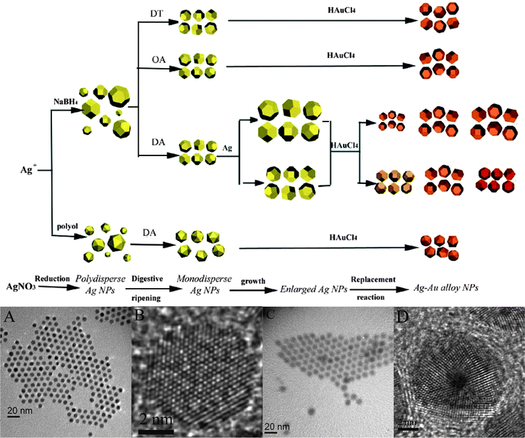 A step-wise procedure to synthesize Ag–Au alloy nanoparticles showing the products in different steps of the procedure. A–B: TEM and HRTEM images of single-crystalline Ag–Au alloy nanoparticles. C–D TEM and HRTEM images of icosahedral Ag–Au alloy multiply twinned nanoparticles. (Reproduced with permission from ref. 147. Copyright 2007 Wiley-VCH Verlag GmbH & Co. KGaA.)