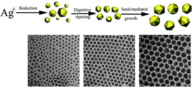 Step-wise procedure for the synthesis of monodisperse icosahedral Ag MTPs with tunable sizes showing the products in each step. A: TEM image of icosahedral Ag MTPs with a broad size distribution (9.1 ± 3.6 nm). B: TEM image of icosahedral Ag MTPs with a narrow size distribution (9.6 ± 0.5 nm). C: TEM image of monodisperse icosahedral Ag MTPs of 16.4 ± 0.5 nm. (Modified with permission from ref. 135. Copyright 2007 American Chemical Society.)