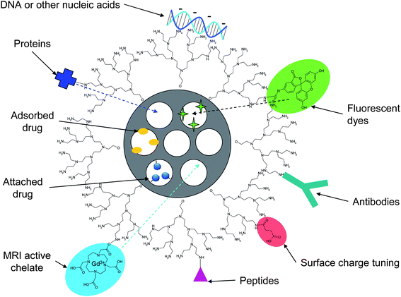 Cargo loading possibilities of MSNs. Small-molecule drugs are most often loaded into the mesopores of MSNs by adsorption from solution, but can also be attached to pending functional groups on the pore walls. Biomolecules such as proteins (enzymes, antibodies) or nucleic acids can be either adsorbed or attached to the particle surface; and potentially loaded into the porous matrix in case pore-expanded materials are used. The MSN system can furthermore be made bio-imageable for instance by attachment of fluorescent dyes or MRI-active complexes to either the particle surface and/or the pore walls for concurrent imaging of the drug delivery site/process.