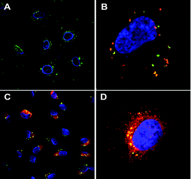 MSN-mediated delivery of hydrophobic dye DiI (red) into HeLa cells. FITC-labeled particles (green) without cargo, cell nucleus DAPI stained (blue) (A), DiI (red) loaded MSNs compartmentalized inside the cell, prior to payload release (B), DiI released into the cytoplasm while MSNs remain compartmentalized (C) and close-up of a cell (3D image) after 24 h incubation (D). Addition of free DiI to the cell medium at corresponding concentrations and conditions exhibits no detectable fluorescence. (For details, see ref. 116.)