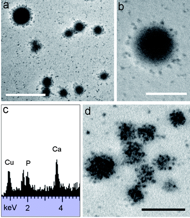 (a and b) TEM images of casein micelles incubated at 60 °C for 6 days showing intact micelles along with dissociation of calcium phosphate/protein nanoparticles. (c) EDX analysis of dissociated nanoparticles after heating for 6 days at 60 °C. (d) TEM image after 14 days of hydrothermal treatment showing modification in texture of the micelle interior. Scale bars: (a) = 500 nm and (b and d) 200 nm.