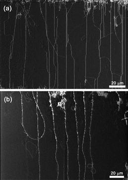 SEM images of the carbon nanotubes grown at different temperatures: (a) 850 °C (lower than normal) and (b) 950 °C (higher than normal).