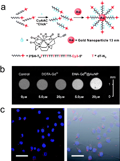 (a) Scheme of the synthesis of Cy3-DNA–Gd(III)@Au; (b) T1-weighted MR images of NIH/3T3 cells incubated with DNA–Gd(III)@Au and Gd(III)–DOTA; (c) Confocal fluorescence micrographs of NIH/3T3 cells incubated with Cy3-DNA–Gd(III)@Au. Scale bar = 50 μm (from ref. 16).