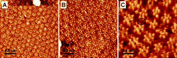 Representative STM images of ISA-D10 at the Au(111)–water (0.1 M HClO4) interface. Substrate potential, Ew = 350 mV vs. SCE; tunneling current, It = 1 nA; bias voltage, Ubias = −350 mV. The ellipse in C highlights the alkyl chains.