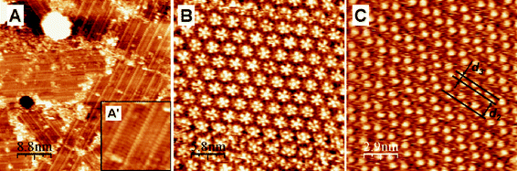 STM images of the 2D lattice of ISA-D7 at the Au(111)–water (0.1 M HClO4) interface at different substrate potentials (Ew): 200 mV (A), 350 mV (B) and 550 mV (C) vs. SCE. It = 1 nA; Ubias was −150 mV (A), −300 mV (B) and −500 mV (C). Image A′ is a magnified part of image A.