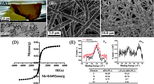 Characterisation of the nanofibrous composite film of γ-Fe2O3/nHA/PLA. A: Optical graph of the film combined with a TEM image of the γ-Fe2O3. B–C: SEM images showing that the fibres formed nonwoven mesh-like structures. D: Magnetization curve of the film. E: XPS analysis for the nanofibrous composite film of γ-Fe2O3/nHA/PLA and nHA/PLA. The inserted Table summarizes the content of the element Fe and P on the film surface.