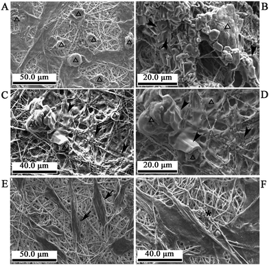 SEM images of the cells on the nanofibrous composite films of γ-Fe2O3/nHA/PLA or nHA/PLA in the inducible osteogenic supplements for 21 days with applying magnetic fields. A–D: Cells on the γ-Fe2O3/nHA/PLA films. Many of the cells show a globular morphology (hollow arrow head) and are integrated with the nanofibres. There are thick substances deposited on the films of some areas as well as surrounding the cells (solid arrow head). E–F: Cells on the nHA/PLA films. Many of the cells have a fibroblast-like morphology (solid arrow); there are less thick substances deposited on most of the area of these films (star).