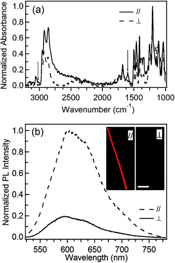 (a) FTIR spectra of MEH-PPV fiber arrays with excitation light polarized parallel (solid line) and orthogonal (dashed line) to fibers. The arrows indicate the modes at 1599 and 3020 cm−1. (b) Polarized PL spectroscopy of single MEH-PPV nanofiber. PL//(dashed line) and PL⊥ (continuous line). Insets: Corresponding fluorescence micrographs. Marker = 20 μm.