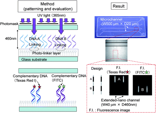 Principle of DNA patterning method and results. Adapted from ref. 46.