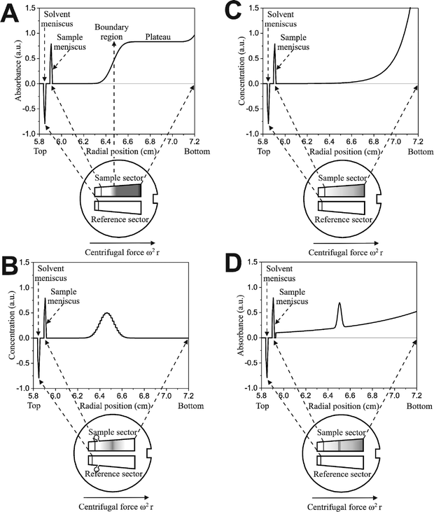 Four basic analytical ultracentrifugation experiments: sedimentation velocity and zone or band sedimentation (A and B respectively, each showing one out of many scans), sedimentation–diffusion equilibrium without (C) and with a density gradient (isopycnic banding).