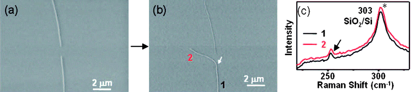 (a) SEM image of open-ended SWCNT seeds. (b) SEM image of the duplicate SWCNT grown from a SWCNT seed. The white arrow denotes the start of the regrowth. (c) Typical Raman spectroscopy across the SWCNT of the bottom in panel b, which shows the same RBM shift at 252.7 cm−1 (the G-band was not shown here, and the other peak at 303 cm−1 marked by * is from the SiO2/Si substrate) and there are no other RBM peaks at low frequency. (Adapted with permission from ref. 90, © American Chemical Society.)