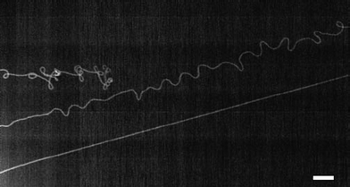 Nanotube morphologies indicate the tip growth mode (scale bar is 10 μm). (Adapted with permission from ref. 53, © Nature.)