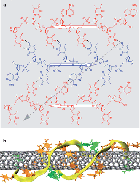 DNA–SWCNT structure. (a) 2D DNA sheet structure formed through hydrogen bonds. b) DNA barrel on a SWCNT formed by rolling up a 2D DNA sheet. (Adapted with permission from ref. 23, © Nature.)