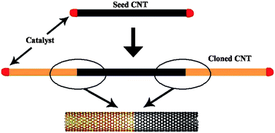 Sketch of nanotube cloning.