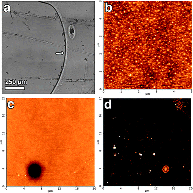 (a) Optical micrograph of the Paraloid-coated mica slide after the cleaning treatment with EAPC without SDS. (b) AFM micrograph (height range: 5 nm) of the same sample taken in the region on the right side of the optical micrograph. (c) Another AFM micrograph (height range: 15 nm) in the same region of Fig. 10b showing a hole from where the cleaning process is believed to propagate. (d) AFM micrograph (height range: 15 nm) of the same sample taken in the region on the left side of the optical micrograph.