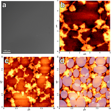 (a) Optical micrograph of the Paraloid-coated mica slide after the cleaning treatment with the EAPC system (with SDS). (b) AFM micrograph (height range: 25 nm) of the same sample showing the clean regions together with the polymer borders. (c) AFM micrograph (height range: 35 nm) at lower magnification next to the same micrograph where the regions wetted by the solvents to solubilize the polymer are schematically highlighted (d).