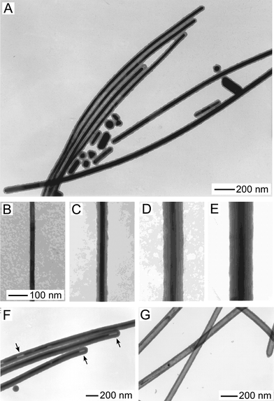 (A–E) TEM images of Ag/SiO2 core/shell nanowires prepared by coating the Ag nanowires shown in Fig. 2A with conformal SiO2 sheaths through a sol–gel reaction involved with hydrolysis of TEOS under different conditions: (A) concentration of TEOS of 0.0375 M and reaction time of 45 min; (B–E) concentration of TEOS of 0.072 M and reaction time of (B) 5, (C) 10, (D) 30, and (E) 45 min. (F) TEM image of three Ag/SiO2 core/shell nanowires (as shown in (A)) where the Ag cores were partially dissolved by the ammonia (highlighted by the arrows) used in the sol–gel reaction. (G) TEM image of SiO2 nanotubes obtained by completely dissolving the Ag cores with ammonia. [Adapted with permission from ref. 105, Copyright 2002 American Chemical Society].