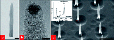 (a) TEM image of a CNN. The scale bar is 100 nm; (b) HRTEM image of the tip of the CNN shown in (a), the scale bar is 5 nm. (c) SEM image (45° tilt) of part of a CNN array with CNN lengths of 1 µm and base diameters of 100 nm, the scale bar is 1 µm. The inset is an EDX signal obtained from the bottom of one of the CNNs.