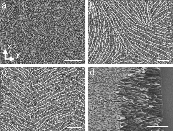 The substrate moves along the y-axis and the scalebar is 1 μm for all the images. (a) SEM image of a film deposited at velocity v = 100 μm s−1 and volume fraction ϕ = 0.25 shows that the particles are all randomly oriented. (b) SEM image of a film deposited at velocity v = 1500 μm s−1 and volume fraction ϕ = 0.25 shows that the particles form domains spanning a few micrometers. Arrows indicate the direction of local particle orientation. The symbols + and – mark the locations of + 1/2 and − 1/2 disinclination defects. (c) SEM image of a film deposited at velocity v = 100 μm s−1 and volume fraction ϕ = 0.52 shows that the particles form a wavy structure in the coating direction. (d) SEM image of a film deposited at velocity v = 1500 μm s−1 and volume fraction ϕ = 0.52 shows that the particles are aligned with flow direction. The substrate is snapped to show that the alignment is preserved over the entire cross section of the film.