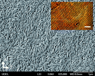 SEM image of a film deposited at the substrate velocity v = 25 μm s−1 using a suspension with volume fraction ϕ = 0.52. The scalebar is 1 μm. The inset shows the microscopy image of the film between crossed polarizers. The scalebar is 50 μm.
