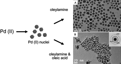 The use of stabilising agents with different functional groups for growth of different morphologies. Schematic and TEM images showing growth of polyhedral (A) and tripod (B) palladium nanoparticles governed by the stabilisation characteristics of the nanoparticles. (Reproduced from Adv. Mater., 2009, 21, 2288, copyright 2009 Wiley-VCH Verlag GmbH & Co.)