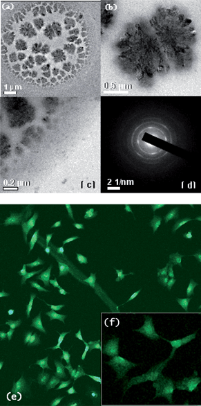 (a–c) TEM images of cultured HeLa cells; (d) SAED pattern taken of the internal compartment of the cells; (e–f) pattern and fluorescence image of cultured HeLa cells.