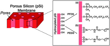 Schematic of the chemical modification of pSi membranes with (a) a hydrophobic fluorinated silane (PFDS) and (b) a hydrophilic silane (PEGS).