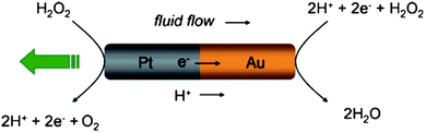 Electrochemical mechanism behind self-electrophoresis of nanosubs. Hydrogen peroxide is oxidized to generate protons in solution and electrons in the wire on the Pt end. The protons and electrons are then consumed with the reduction of H2O2 on the Au end. The resulting ion flux induces motion of the nanosub relative to the fluid, propelling the nanosub toward the platinum end with respect to the stationary fluid. Reprinted with permission from ref. 14.