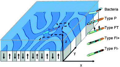 Self-navigation of nanosub on complex magnetic surface. Scheme of a magnetic garnet film with upward (white) and downward (gray) magnetized domains forming a labyrinth pattern. Autonomously moving navigators (i.e., magnetotactic bacteria, paramagnetic or ferromagnetic rods of type P, FT, FL+, and FL−) are placed in an aqueous solution above the garnet film where they autonomously move. The orientation of the navigators is partially governed by the magnetic heterogeneities of the film and by orientational fluctuations. Reprinted with permission from ref. 29.