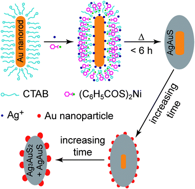 Schematic illustrating the formation of the core–shell and Au nanoparticle-decorated sulfide nanostructures.