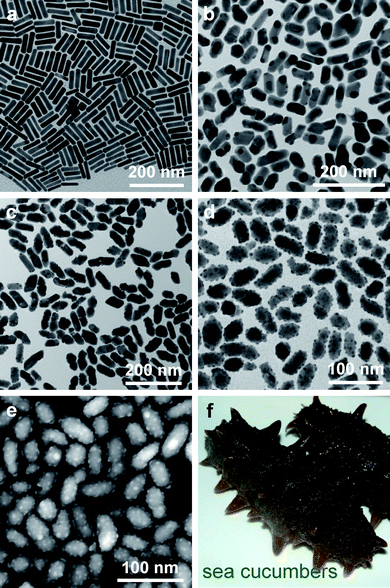 (a) TEM (FEI CM120) image of the starting nanorods. (b)–(d) TEM images of the hybrid gold–gold silver sulfide nanostructures obtained from the hydrothermal process for 3, 9, and 24 h, respectively. (e) HAADF-STEM (FEI Tecnai F20) image of the same sample as shown in (d). (f) Digital photo of two sea cucumbers.