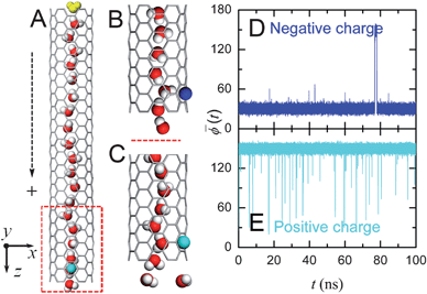 (A) A schematic snapshot of the system with a single channel in side view (the xz plane) together with the trajectories (D, E) of average dipole angle (t) of the water orientations. The snapshots shown in (B, C) correspond to the red dashed part of the system in another side view (yz plane). Blue and green spheres denote the negative and positive charges, respectively, which result in different orientations of the water molecules facing the charges. The water molecule facing the external charge is named “monitored-water”. The single-walled carbon nanotube is represented by gray lines and its positive direction is shown by the black dashed arrowhead. Water molecules are shown with oxygen in red and hydrogen in gray, and the first water molecule outside the channels opposite to charge signal input is shown in yellow. The dipole direction of each water molecule is not shown, but is along the mid-line between the two O–H chemical bonds of the water molecule. Water molecules outside the nanotubes are omitted in the figure.